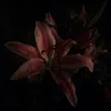 دُر أفاطِمُ .