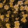 nimr_90