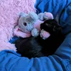 dafne_black_cat