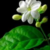 lajasmine86