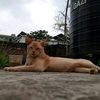 amaturrahman96