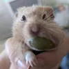 thepatrickhamster
