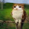 chapichika