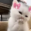 hudawoo