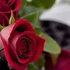 rose3331e17