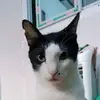 myominhtutmyominh1