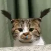xinhgainhatthegio32