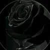 user33113106205699