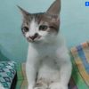 riarii_id