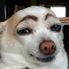 chibietnoiduma