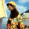 sealicioso