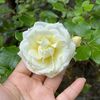yejin_yejin7