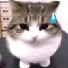 simpmiku0