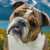 lolathebulldog_ofarizona