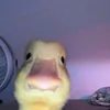 wrmnz0_
