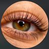 lash.br.saryagash