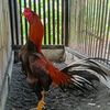 kandangdemitfarm