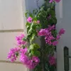 flowers_78269