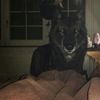 panther.zzzx