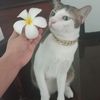 user4240032099762