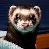 judgyferret
