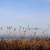 northeastdogwalking
