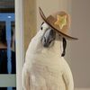 TheOllieBirdFamily