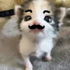 ctephomaiquekiki