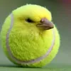 csakegylucahehe