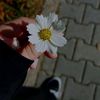 somayadres4