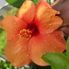 mlissaleila