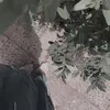 𝒮𝒪ℛ𝒜𝒜