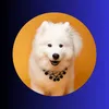 mr.darcy.the.samoyed