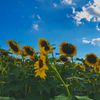 the_sunniest_flower