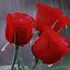 moazawan266