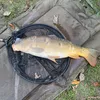 brumby.angling