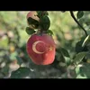 gurbetci.6714