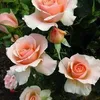 mariadejesusfreire1