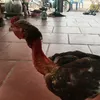 anhchoigaque