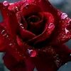 amal76208