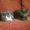totallygrayboys