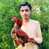 arslanchadhar77