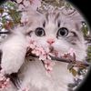 may_be_hiru