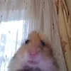 phungwanhh_ie