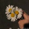 koko028288
