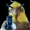 angribirb_1