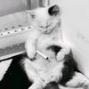 www.tiktok.anak.ayah