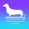 Mypreciouspupsuk