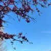 ko_o082