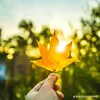 malek_faesal1